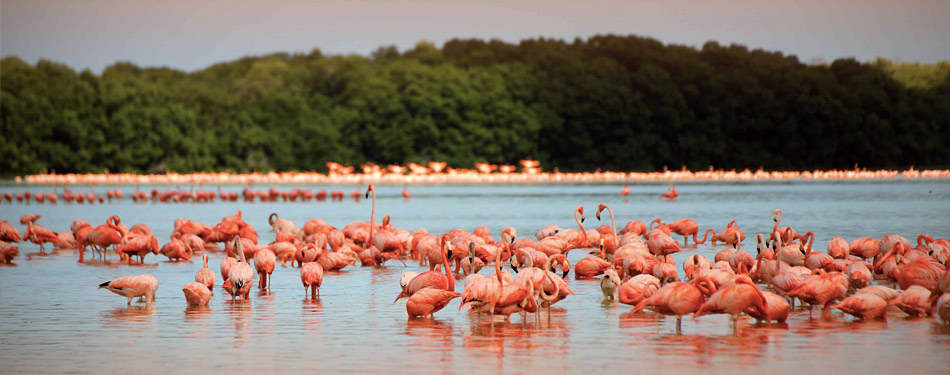 Celestún, a paradise of crystal blue and pink colours